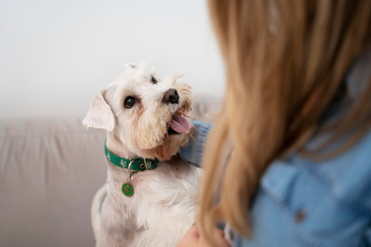 Dogs tilt their heads when they hear a command because they are trying to understand it.                                                       