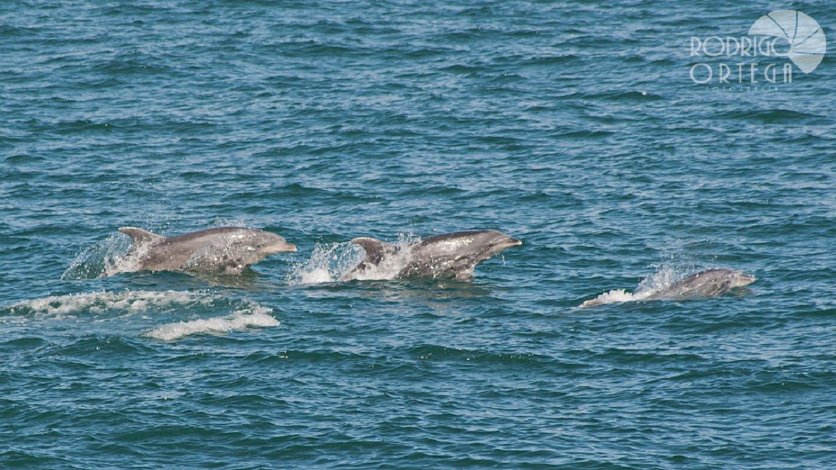 Dolphins tested positive for fentanyl and other drugs in the Gulf of Mexico