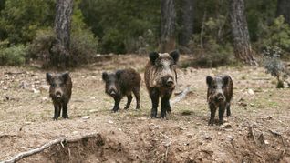 Los cerdos asilvestrados fueron declarados plaga en Entre Ríos.