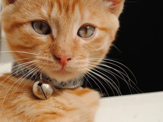 Gato.