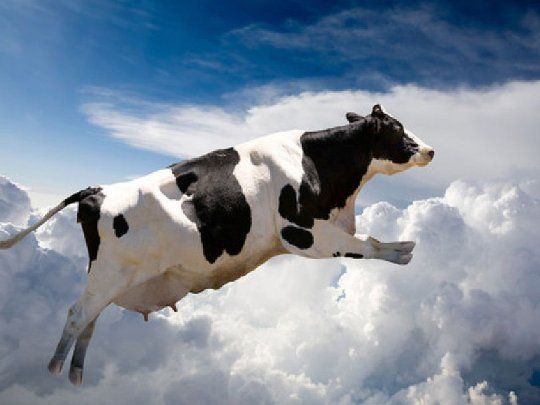 Vaca voladora Ganadería Vacuno.jpg