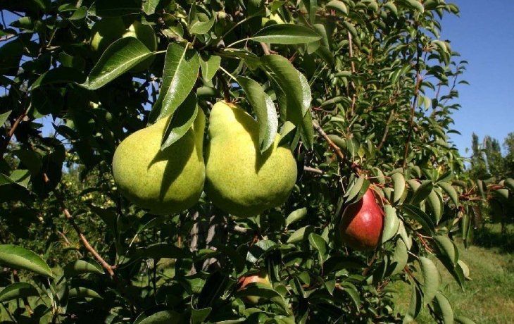 ámbito.com | Peras y manzanas