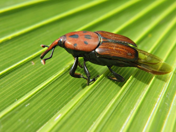 Se decretó Plaga Cuarentenaria Ausente por Picudo Rojo en Buenos Aires. Se decretó Plaga Cuarentenaria Ausente por Picudo Rojo en Buenos Aires.