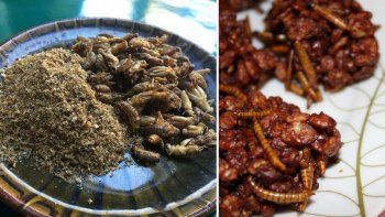 Los insectos producen una cantidad insignificante degases de efecto invernadero y requieren cantidades mínimas de agua.