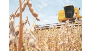 Hasta la fecha, los productores sembraron el 43,2% de la superficie prevista para la oleaginosa, según la Bolsa de Cereales de Buenos Aires.