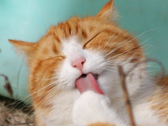 Los gatos son felinos activos, territoriales y con instinto de caza. Por lo que el estrés puede suponer un problema en su bienestar físico y mental.
