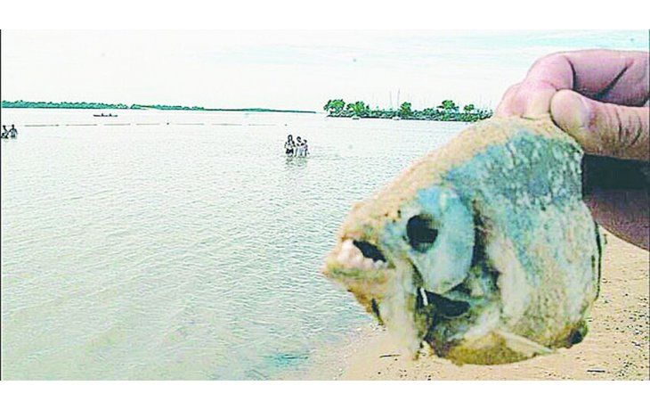 Otra vez palometas