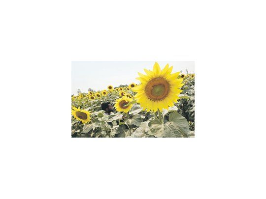 ASAGIR resaltó la buena rentabilidad del girasol gracias a los precios internacionales y «a pesar de las retenciones».