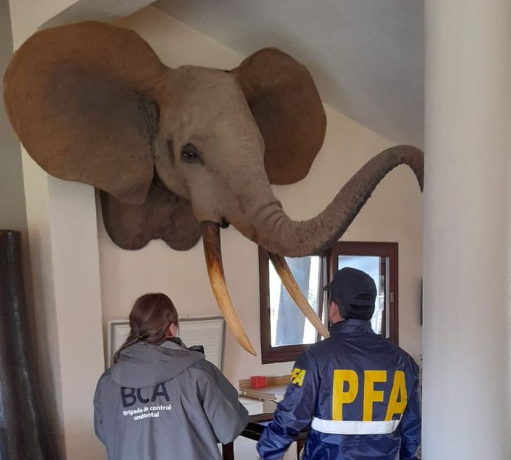 Encontraron una cabeza de elefante en un domicilio particular durante un operativo contra la tenencia y tráfico ilegal de fauna silvestre. Encontraron una cabeza de elefante en un domicilio particular durante un operativo contra la tenencia y tráfico ilegal de fauna silvestre.