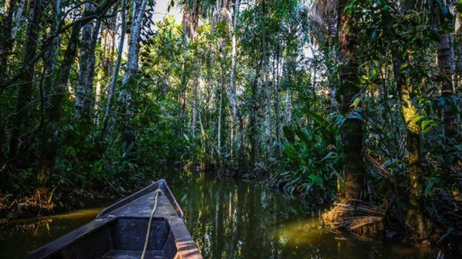 La Amazonia peruana cuenta con una gran diversidad de flora y fauna.