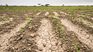 GDP fell 2.5% year-on-year, mainly due to the impact of the drought on agriculture. GDP fell 2.5% year-on-year, mainly due to the impact of the drought on agriculture.