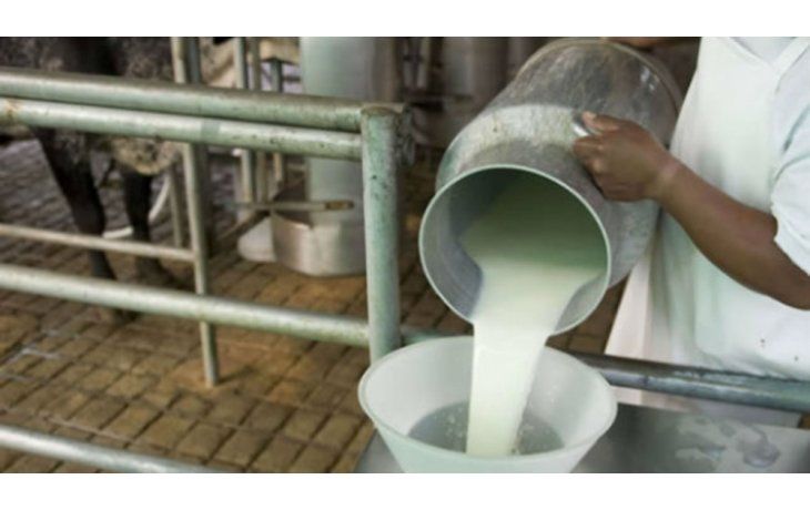 El 30% de la leche producida en Argentina es procesada por compañías de capital extranjero.