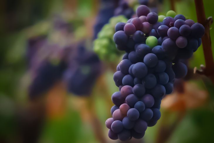 Así es la uva Pinot Noir. Así es la uva Pinot Noir.