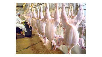 En los primeros tres meses del año Brasil sacrificó 1,12 millón de pollos, un 5,8% menos que en el mismo período de 2008.