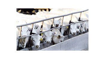 En Europa, el sector privado predice que, frenando el uso de soja transgénica, habrá una caídade 30% en la producción y facturación de carne de cerdo, ave y alimento para ganado.