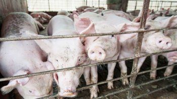 por alemania, se afirmaria (mas) el mercado mundial de carne
