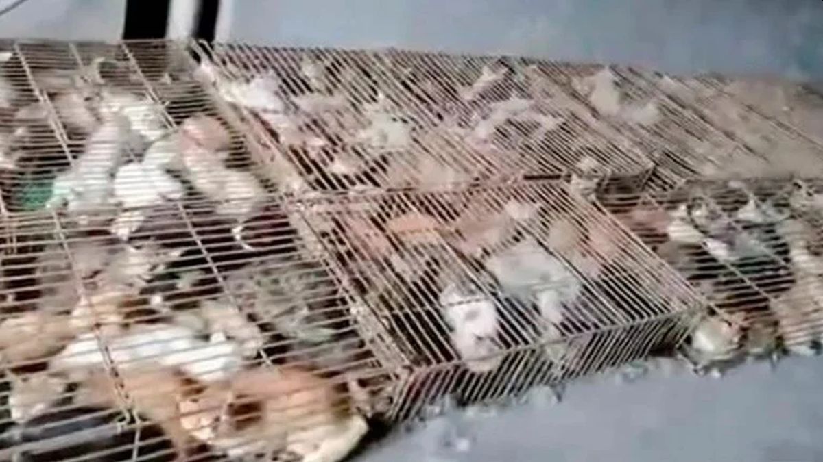 China: rescataron a cientos de gatos que iban a ser enviados a restaurantes