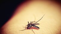 Mosquito Aedes aegypti, transmisor de la enfermedad de Dengue.&nbsp;