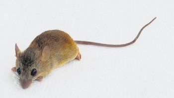 radiografia del hantavirus: como hacerle frente sin miedo