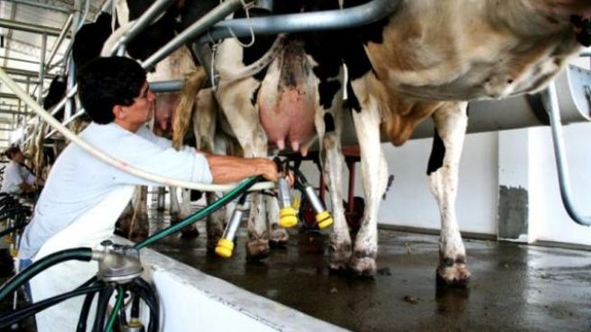 El RCEP abre nuevas oportunidades al sector lechero.&nbsp;