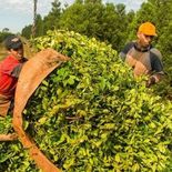 Trabajadores rurales realizan la cosecha de hoja verde de yerba mate, una actividad clave para la producción en el noreste argentino Trabajadores rurales realizan la cosecha de hoja verde de yerba mate, una actividad clave para la producción en el noreste argentino