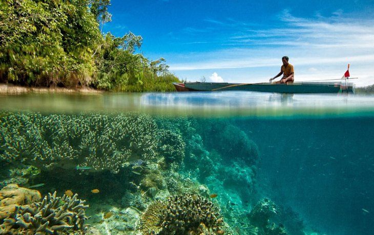 guia del cambio climatico: se acelera el final de los arrecifes de coral