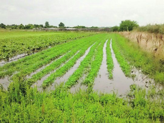 CAMPO LLUVIA.jpg