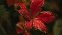 Al bajar las temperaturas, las plantas activan un mecanismo de protección que se nota en el color de sus hojas.