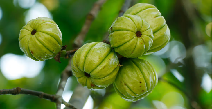 La garcinia es eficaz para reducir la grasa corporal, regulando el apetito y favoreciendo la oxidación de grasas.