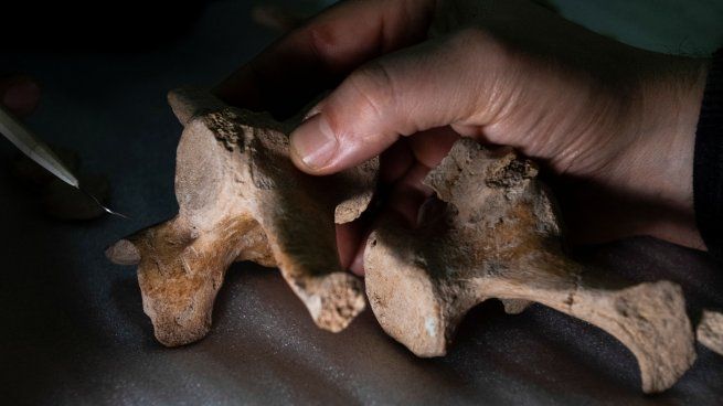 Los restos del gliptodonte son pertenecientes al género Neoesclerocalyptus.