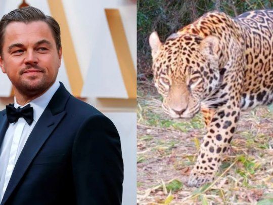 Leonardo DiCaprio destacó la recuperación de un yaguareté introducido en el Iberá.
