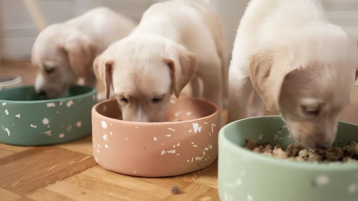 Experts recommend feeding adult dogs twice a day: in the morning and at the end of the afternoon. Experts recommend feeding adult dogs twice a day: in the morning and at the end of the afternoon.