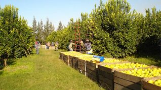 La mitad de la producción de limones de Tucumán tiene como destino a EEUU. La mitad de la producción de limones de Tucumán tiene como destino a EEUU.