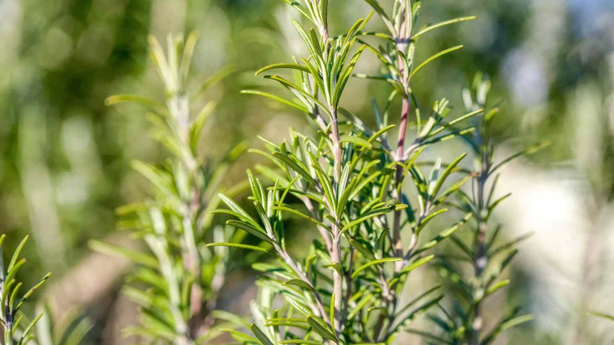 What is the plant that improves blood flow in the legs and relieves the varicose veins