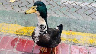 Vecinos de Mendoza presentaron una denuncia formal contra el pato Juan por agredir a otras mascotas.