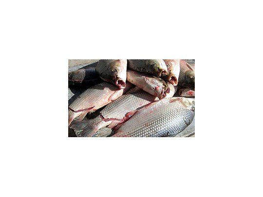 Exportaciones de pescados y mariscos aportaron 15% más de divisas.