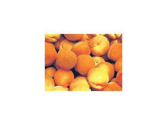 Productores de damascos del sur de Mendoza regalaron ayer 1.000 kilos del fruto en la calle para reclamar por el bajo precio que cobran por su venta.