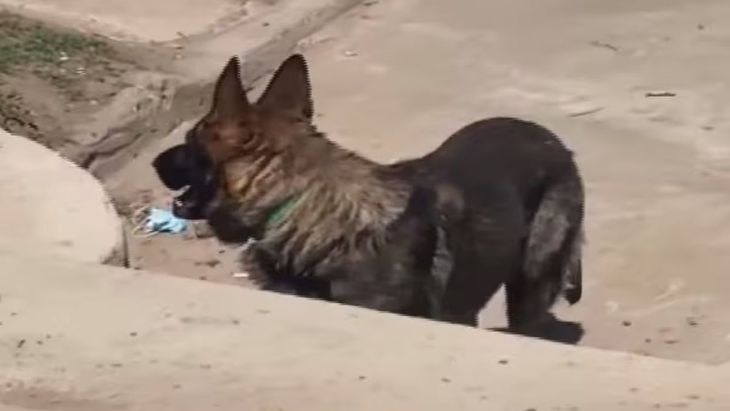 Se abrió una causa luego de que un perro volviera a la casa de su dueña con una bolsa que parecía contener restos humanos. Se abrió una causa luego de que un perro volviera a la casa de su dueña con una bolsa que parecía contener restos humanos.