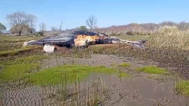 Una extraña aparición en las costas bonaerenses sorprendió a pescadores de Berisso