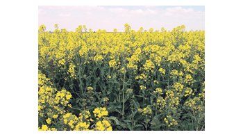 El área sembrada con colza en el país no crece, principalmente, por- que no se ha logrado estabilizar los rendimientos del cultivo, ya que es muy demandante de atención y tecnología.