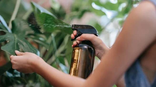 Chau plagas: el método casero para eliminar los hongos de las plantas