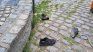 They found a body floating in Lago de Regatas and they will confirm if it is the man who has been missing since Monday. They found a body floating in Lago de Regatas and they will confirm if it is the man who has been missing since Monday.