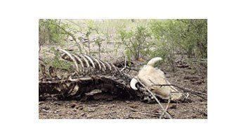 Son incalculables las pérdidas en Río Negro por mortandad de animales debido a la sequía.