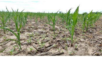 Misiones decretó emergencia agripecuaria.