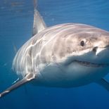 Tiburón blanco en Isla Guadalupe. Tiburón blanco en Isla Guadalupe.