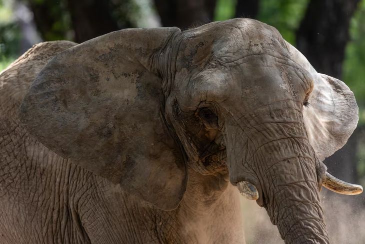 Pupy vivió 32 años en cautiverio en el ex Zoológico de Buenos Aires antes de ser trasladada a Brasil en abril de 2025. Pupy vivió 32 años en cautiverio en el ex Zoológico de Buenos Aires antes de ser trasladada a Brasil en abril de 2025.