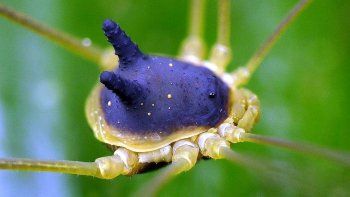 La fotografía fue tomada en la región amazónica de Ecuador por el fotógrafo de naturaleza Andreas Kay en el año 2017. La imagen sigue provocando sorpresa entre los internautas y de nueva cuenta se ha viralizado.&nbsp; &nbsp;