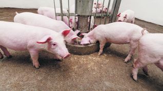 En lo que va de 2022 el Senasa certificó la exportación a distintos destinos de más de 8.200 toneladas de productos y subproductos porcinos.