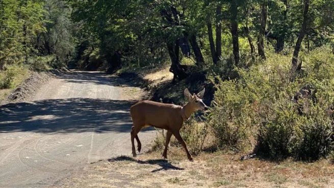 El animal fue visto en los últimos días en el Parque Nacional Lanín.