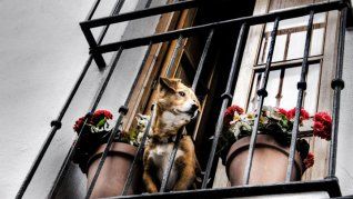 mascotas: un nuevo proyecto que impactara a inquilinos y propietarios